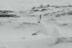 hare01